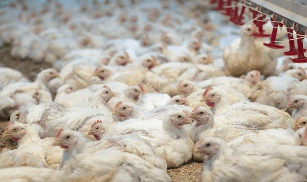غواية المتخيل المسرحي؛ مقاربات لشعرية النص والعرض والنقد