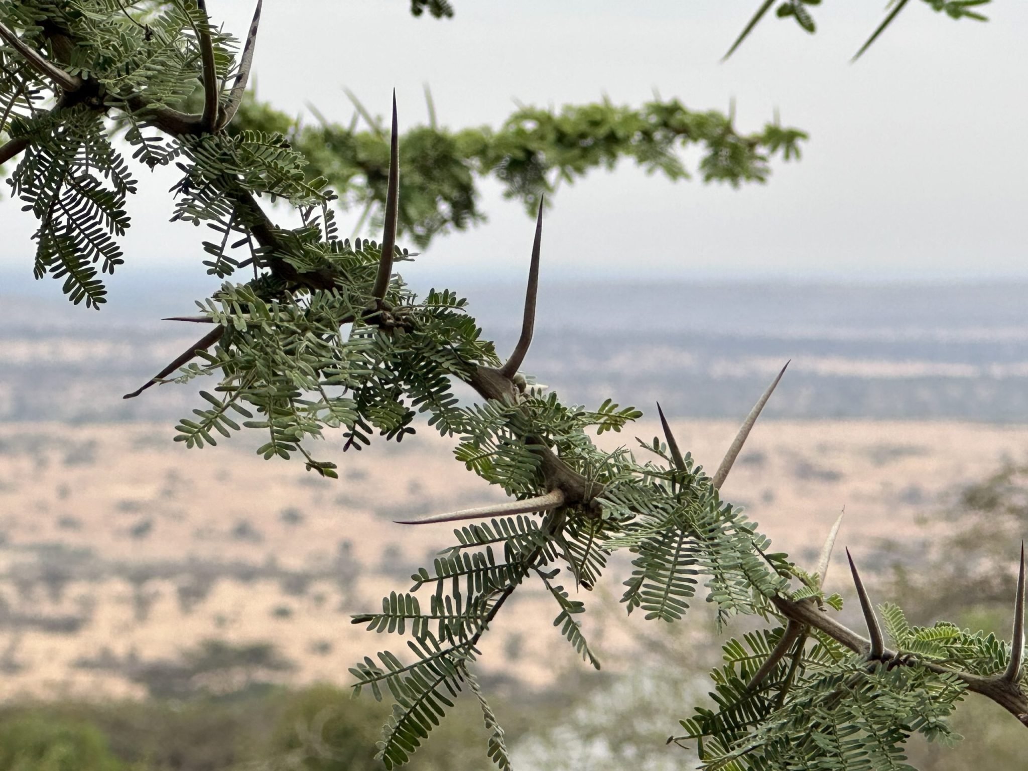 غرباء في مكانهم — غلاف