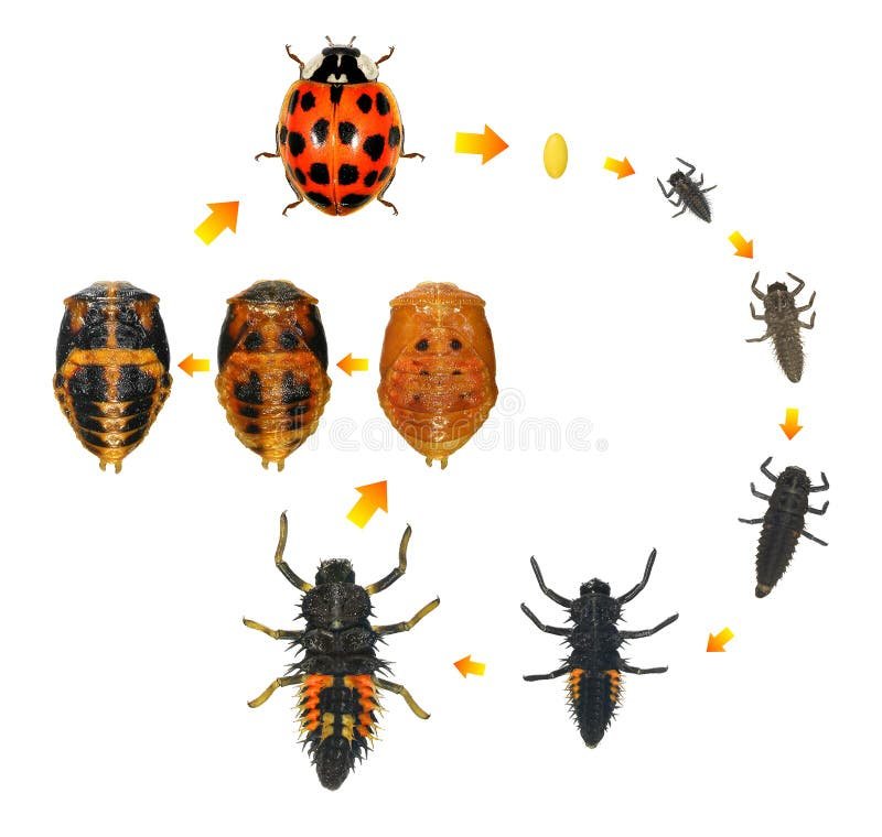 كيف نجعل البدء بالعمل أسهل؟ — غلاف