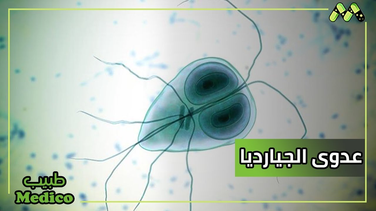 أنميات الشتاء صححوا لي إذا كلامي صح — غلاف
